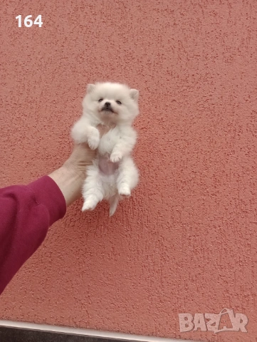 Миниатюрно мини момче. Померанче. Реални снимки от 13.02.26 г. , снимка 5 - Померан - 53416990