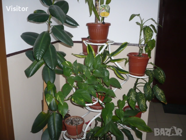 Panasonic Lumix DMC-FX10 , снимка 16 - Фотоапарати - 53669103