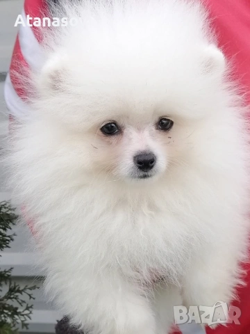 Померан Померанче, снимка 2 - Померан - 53090726