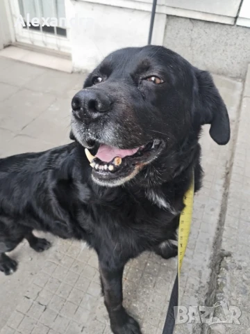 Разхождане на кучета, снимка 7 - Ветеринари и услуги - 50857550