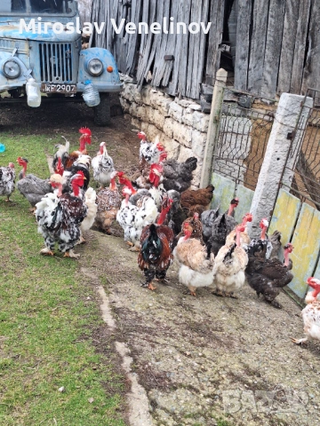 Продавам оплодени яйца от кокошки голошиики, снимка 4 - Кокошки и пуйки - 53650692