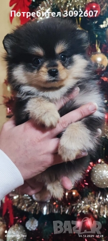 Померанче женско, снимка 5 - Померан - 52796964