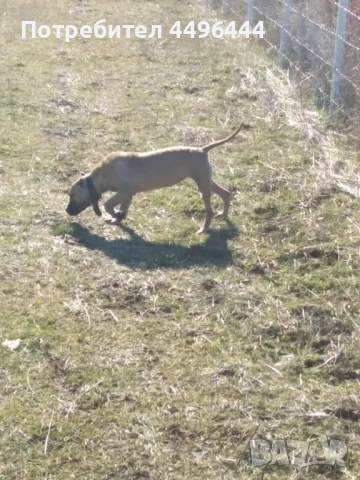 Родословно женско , снимка 2 - Питбул - 53780143