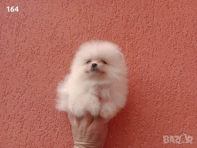 Мъжки и женски Померани. Реални снимки от 22.03.26 г. , снимка 10 - Померан - 53863245