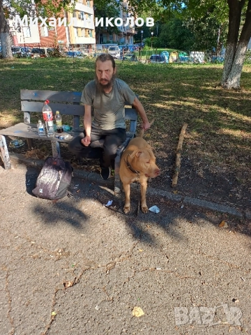 мъжки питбул за разплод, безплатно 