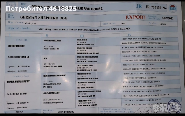 Сиви немски овчарки , снимка 13 - Немска овчарка - 53635810