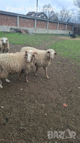 Шилета-кочове, снимка 3 - Овце - 53913808
