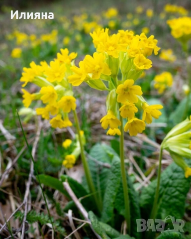 Песто от Коприва,Песто от Левурда,Самардала,Левурда,Лапад,Коприва,Розмарин,Иглика, снимка 9 - Домашни продукти - 44686378