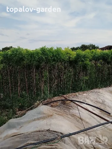 Кълбовидна акация. Robinia Pseudoacacia Umbraculifera, снимка 4 - Градински цветя и растения - 25292987