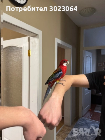 Папагал розела, снимка 3 - Папагали - 53572770
