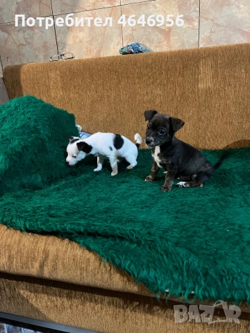 Чихуа - пинчер кучета, снимка 6 - Чихуахуа - 53512397