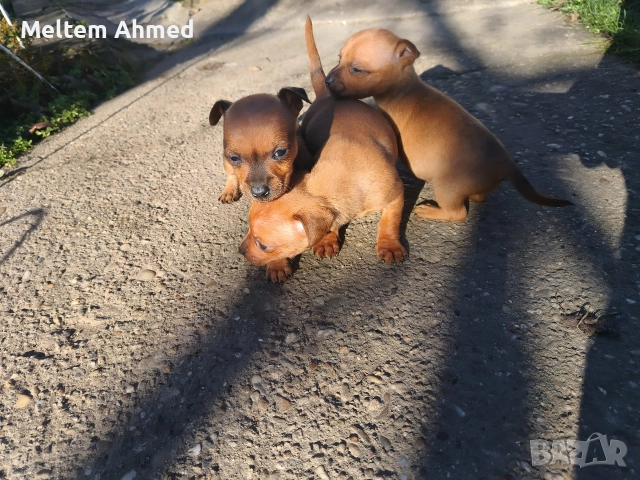 Продавам кучета пинчери , снимка 6 - Пинчер - 52879618