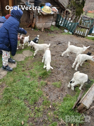 Яренца от района на Благоевград