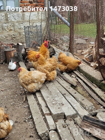 яйца от жълт орпингтон, снимка 2 - други­ - 53863385