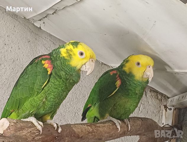 Двойки големи папагали