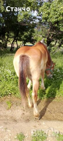 Продавам мъжки кон, снимка 1 - Коне - 45981352