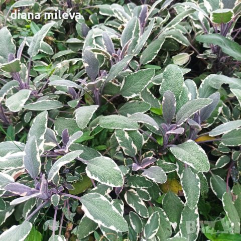 Шарена Салвия, Salvia officinalis, многогодишна, снимка 4 - Градински цветя и растения - 46714966