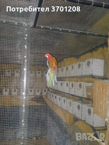 Продавам розела 