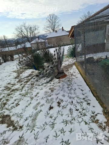 Паун индийски и чернокрил, снимка 9 - други­ - 53457224