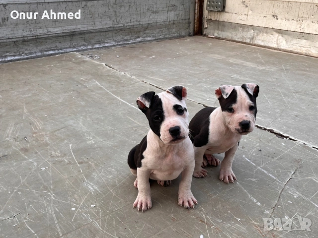 Питбули, снимка 5 - Питбул - 53784911