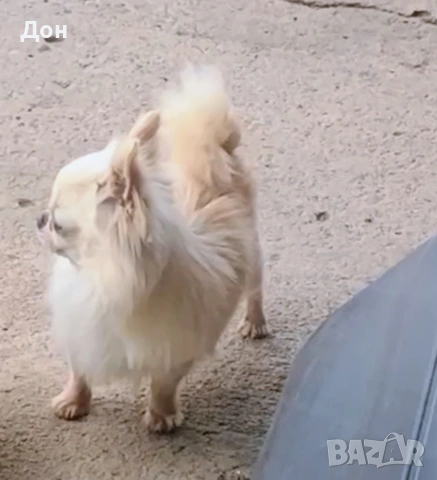 Мъжко 🩵 Чихуахуа търси своите дами🐾💓, снимка 10 - Чихуахуа - 53211220