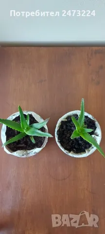 Алое вера, различни големини и суколентни , снимка 6 - Стайни растения - 40913397