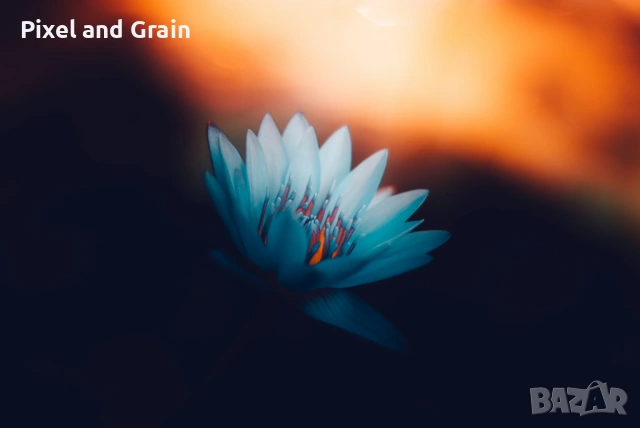 Nikon D300s + 50mm и аксесоари Никон, снимка 12 - Фотоапарати - 53954486