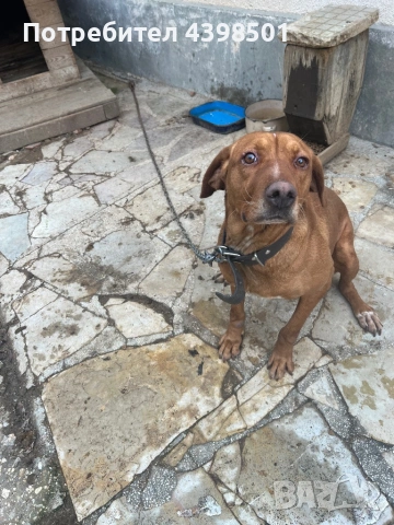 Кучето е женско на 4 гд, снимка 5 - Гонче - 53134469
