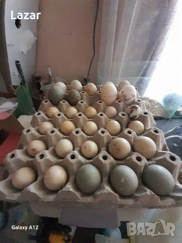 Продавам Паунов и фазани яйца, снимка 1 - други­ - 46460496