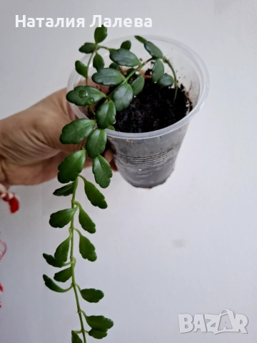 Каланхое, Kalanchoe uniflora (Montagne d'Ambre), снимка 2 - Стайни растения - 53702250