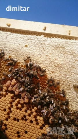 Пчелни отводки или Рамки с пило Дадан блат