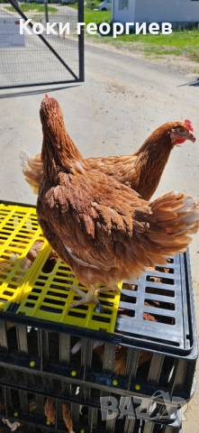 продавам кокошки носачки ломан Браун за яйца 