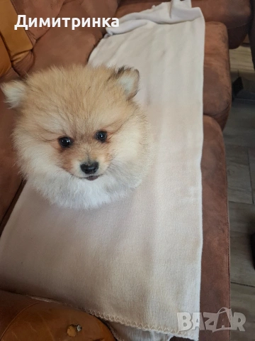 Момче ср.немски шпиц