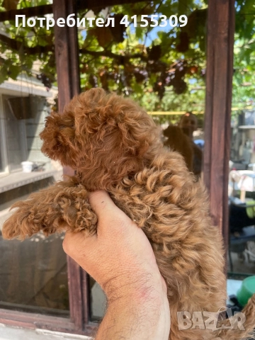 Мини Пудел, снимка 1