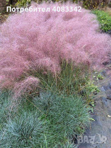 Мюленбергия, снимка 4 - Градински цветя и растения - 52353556