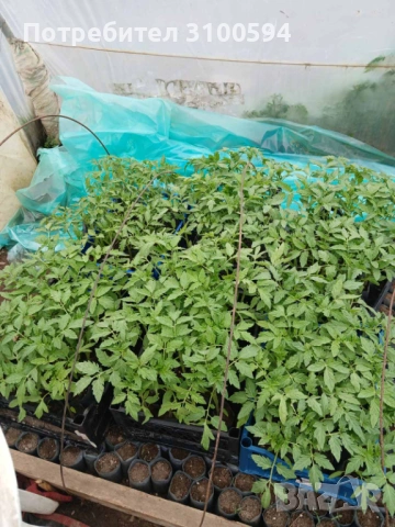 Продавам разсад от български сортове домати., снимка 3 - Разсади - 53905405