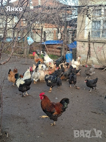 Домашни кокошки и петли, снимка 2 - Кокошки и пуйки - 52912712
