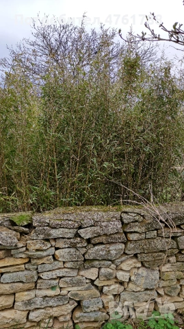 Студоустойчиви бамбуци Fargesia, Phyllostachys, Semiarundinaria, снимка 8 - Градински цветя и растения - 54077874