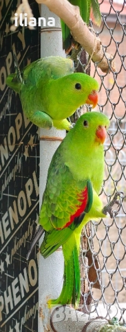 продавам различни видове папагали, снимка 13 - Папагали - 52450832