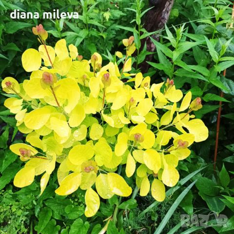 Жълта Смрадлика Златен Дух, Cotinus coggigria Golden Spirit, снимка 7 - Градински цветя и растения - 46447255