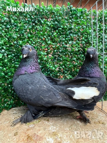 Мардини/ Турски, снимка 7 - Гълъби - 53406807