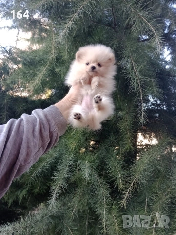 Женски мини Померан . Снимки от 27.12.25 г, снимка 3 - Померан - 52908522