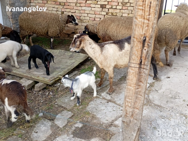 плевенски овце хубави , снимка 9 - Овце - 53807495