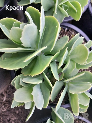 Седум Дебела мара.