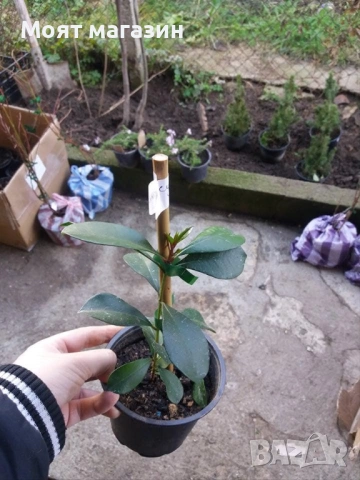 Суринамска череша, снимка 3 - Градински цветя и растения - 53641230