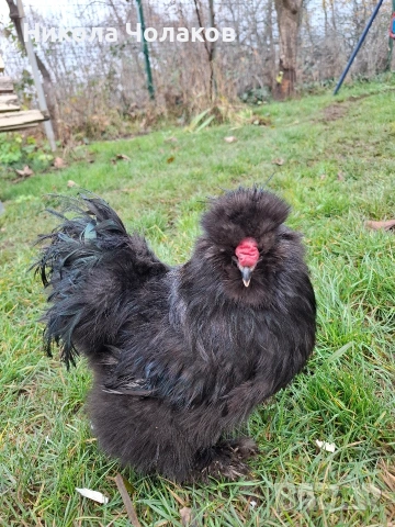 Американски копринки , снимка 3 - Кокошки и пуйки - 52495504