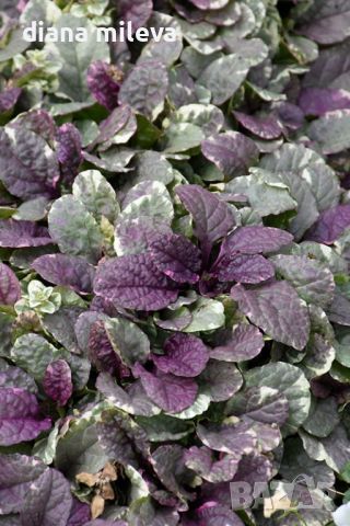 АЮГА ПЪСТРОЛИСТНА, Ajuga ‘Burgundy Glow’, студоустойчива, почвопокривна, снимка 3 - Градински цветя и растения - 46793376