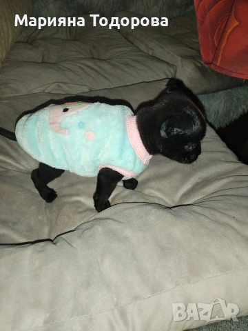 Пинчер, снимка 15 - Пинчер - 53447224