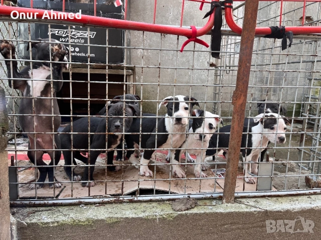 Питбули, снимка 4 - Питбул - 53784911