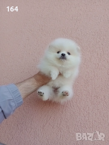 Бели Померани. Реални снимки от 19.04.26 г. , снимка 3 - Померан - 54209106